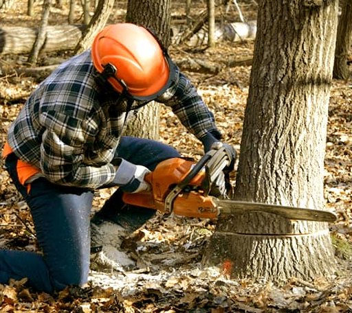 Tree Removal in Powhatan, VA